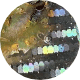 Γόνος Jig - G7 Abalone