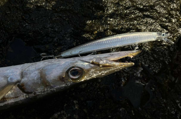 Στίλβη jerkbait