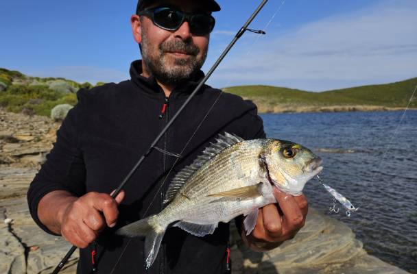 dostum minnow